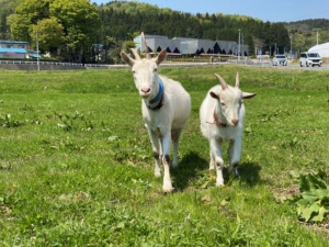 親子のヤギ　クルミとこはく