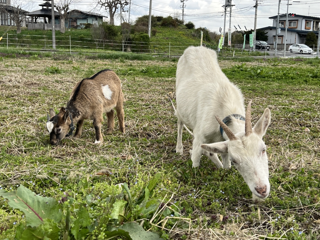 親子で活動中です